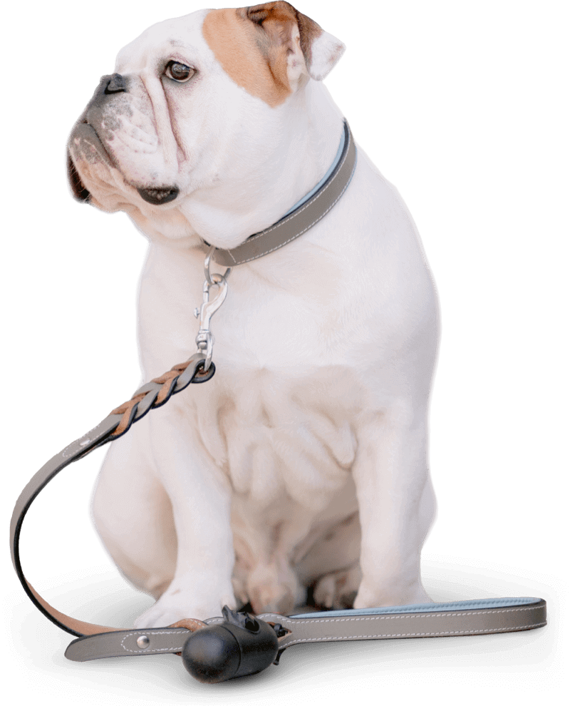 Cão educado